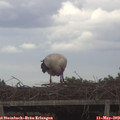 14_55-mast.jpg