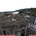 14_55-nest.jpg