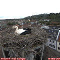 15_00-nest.jpg