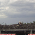 15_05-mast.jpg