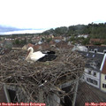 15_05-nest.jpg