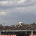 15_10-mast.jpg