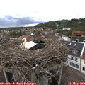 15_10-nest.jpg