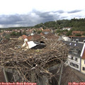 15_15-nest.jpg