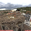 15_20-nest.jpg