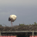 15_25-mast.jpg