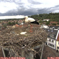 15_25-nest.jpg
