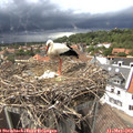 15_35-nest.jpg