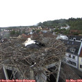 15_50-nest.jpg