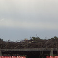 15_55-mast.jpg