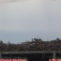 16_00-mast.jpg