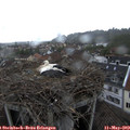16_05-nest.jpg