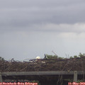 16_10-mast.jpg