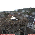 16_10-nest.jpg