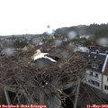 16_15-nest.jpg