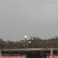 16_30-mast.jpg