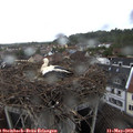 16_30-nest.jpg