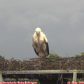 16_35-mast.jpg