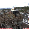 16_40-nest.jpg