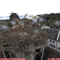 16_45-nest.jpg