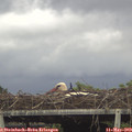 16_50-mast.jpg