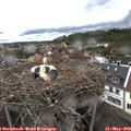 16_50-nest.jpg