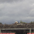 16_55-mast.jpg