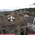 16_55-nest.jpg