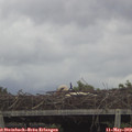 17_00-mast.jpg
