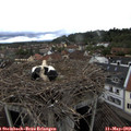 17_00-nest.jpg