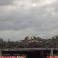 17_05-mast.jpg