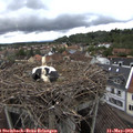 17_05-nest.jpg