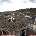 17_10-nest.jpg