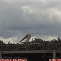 17_15-mast.jpg