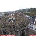 17_15-nest.jpg