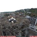 17_20-nest.jpg