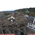 17_25-nest.jpg