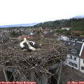 17_30-nest.jpg
