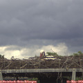 17_35-mast.jpg