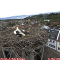 17_35-nest.jpg