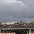 17_40-mast.jpg