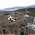 17_40-nest.jpg
