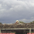 17_45-mast.jpg