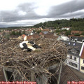 17_45-nest.jpg