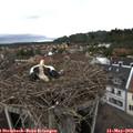 17_50-nest.jpg