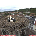 17_55-nest.jpg