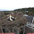 18_00-nest.jpg