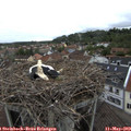 18_05-nest.jpg
