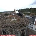 18_15-nest.jpg