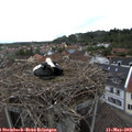 18_20-nest.jpg